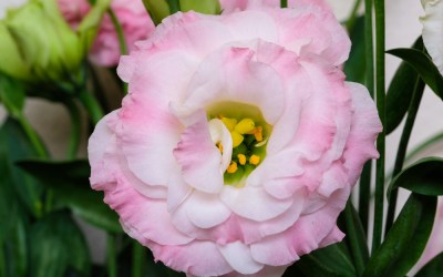 Tips for Using Lisianthus in Wedding Bouquets